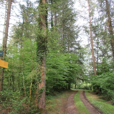 Borne-colonne N2 de la forêt de Chaux à Augerans